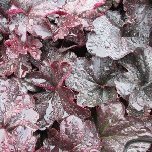 Heuchera 'Obsidian'PBR ---